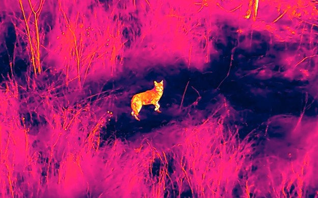 Thermal image of a dog detected during a KC Pet Search & Rescue nighttime search mission