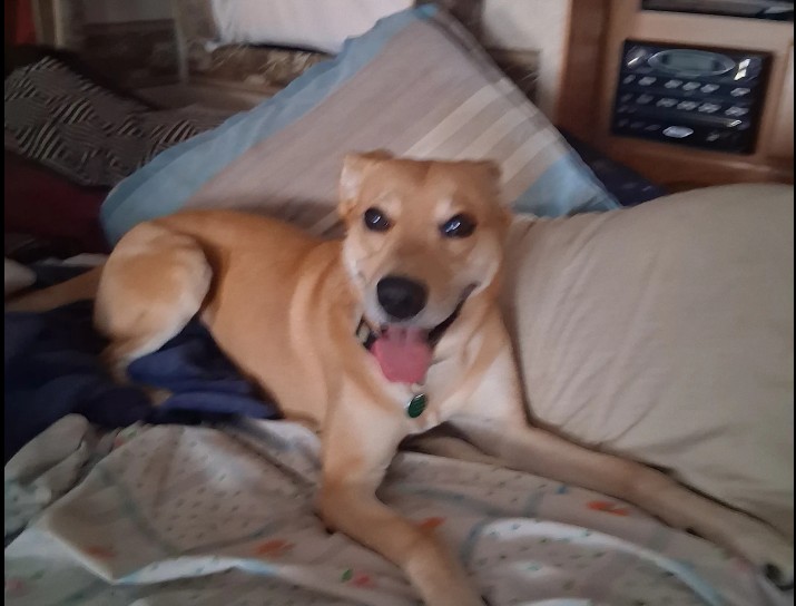 Jomarie Bryant KC Pet Search and Rescue review