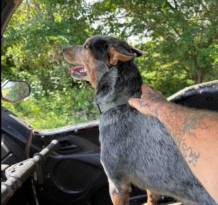 Rob Leardi KC Pet Search and Rescue review